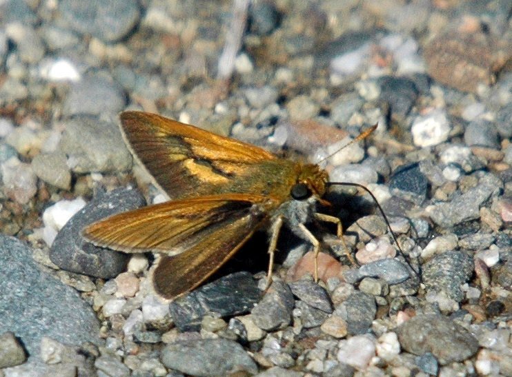 109 Skipper, Long Dash, 2006-07013009 Moosehorn NWR, ME.JPG - Long Dash (Polites mystic) Skipper. Butterfly, Moosehorn NWMA, ME, 7-1-2003